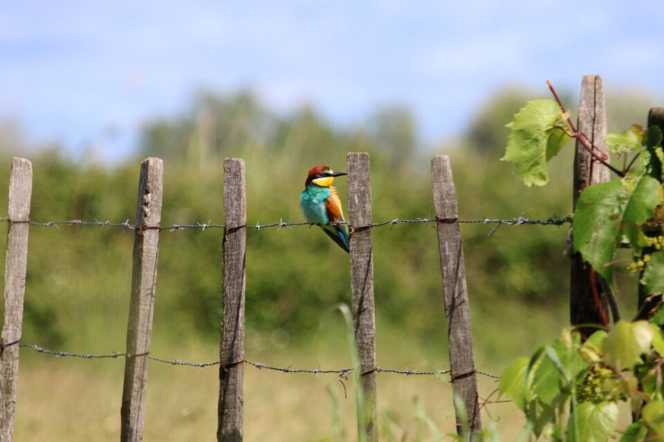 Birds colored feathers Free photos