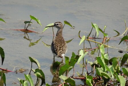 Wood sandpiper tringa glareola scolopacidae photo