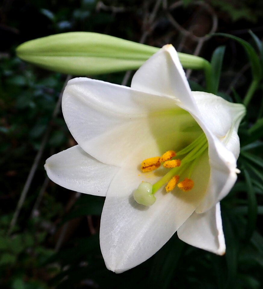 Bulb garden nature