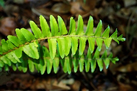 Plant garden nature