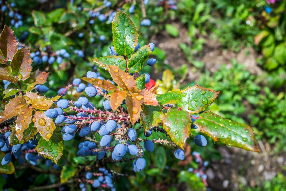 Water drops garden Free photos