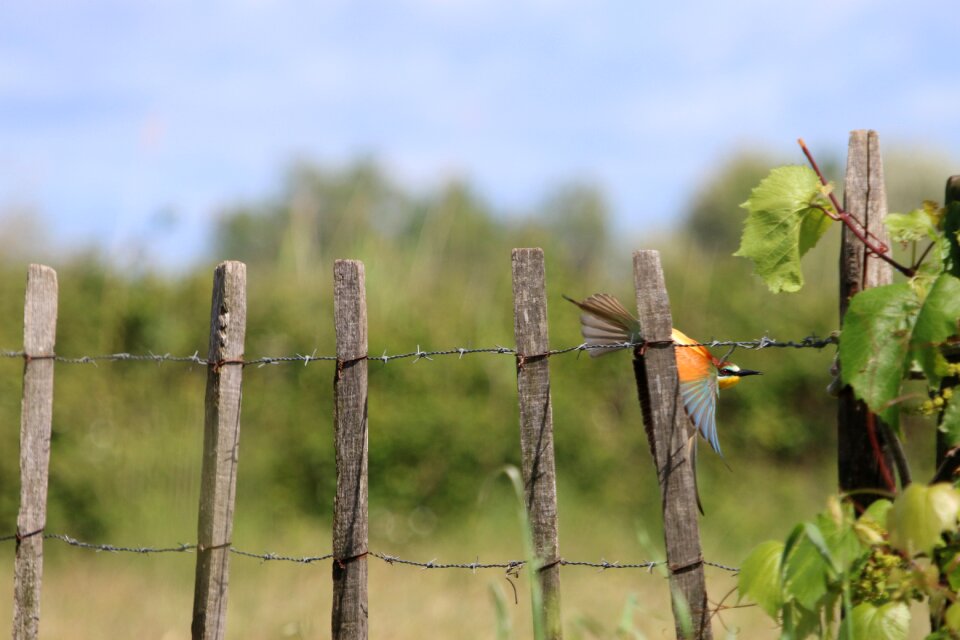 Birds bee-eater europe take off
