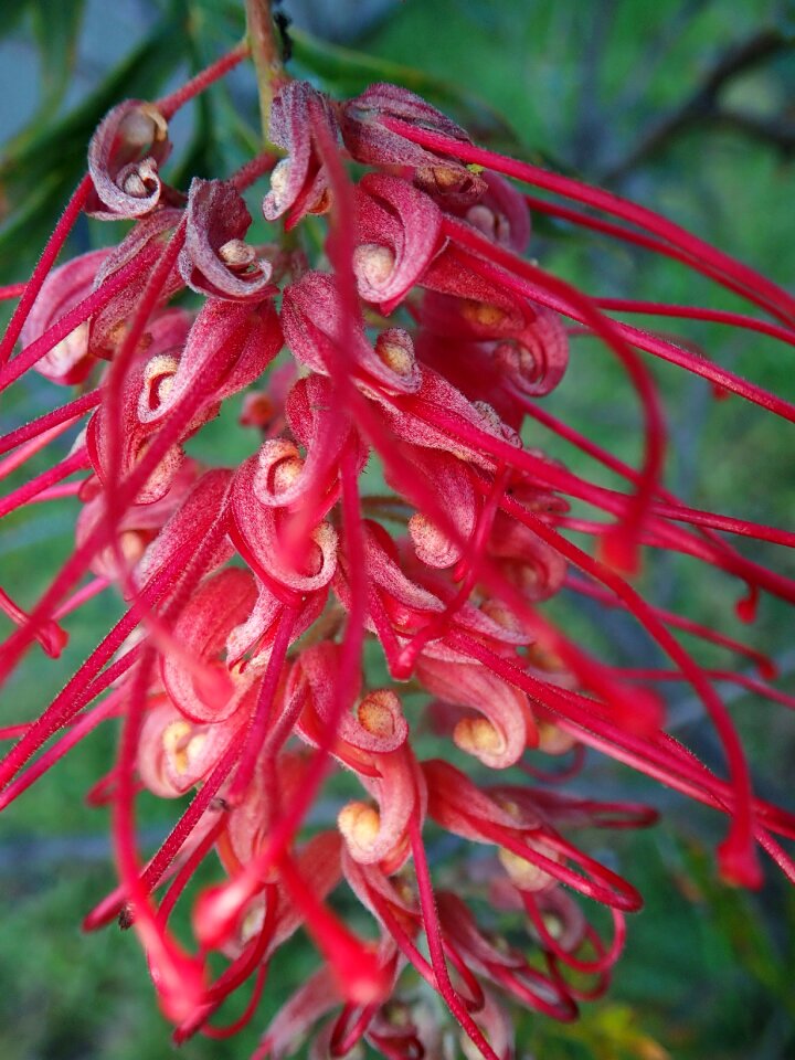 Australian native shrub