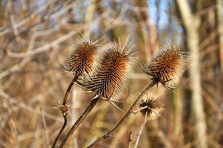 Dry plant nature