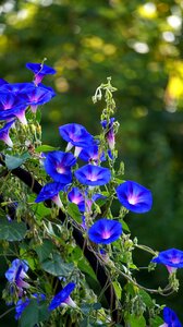 Blue morning glory climber plant photo