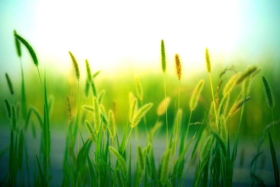 Landscape meadow summer