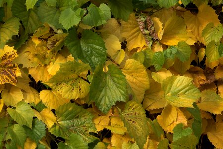 Yellow green climber plant