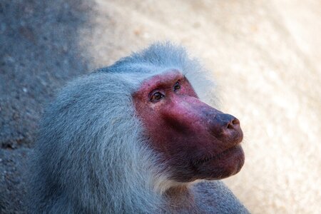 Animal primate hagenbeck zoo photo