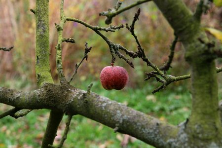 Fruit red ripe