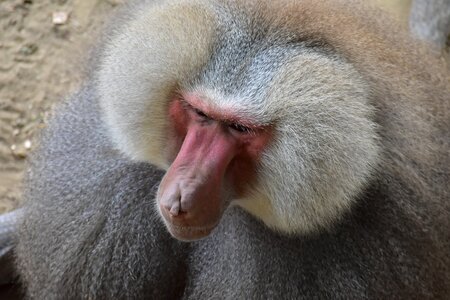 Zoo monkey facial photo