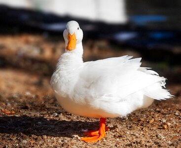 Bird goose duck photo