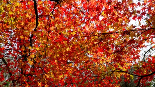 Natural trees the leaves