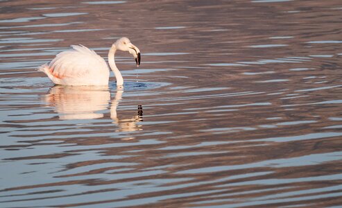 Bird water lake photo