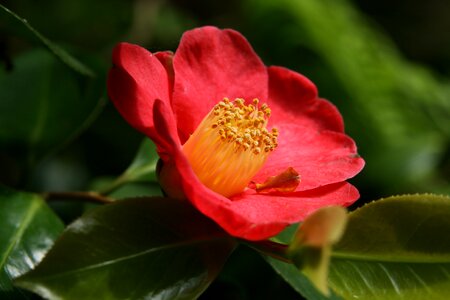 Red yellow bloom