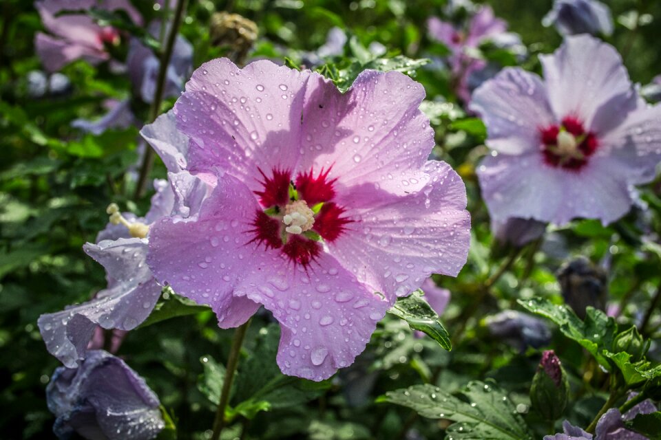 Flower garden water drops