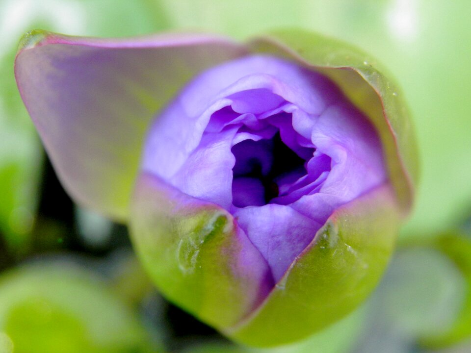 Nature flowers relaxation