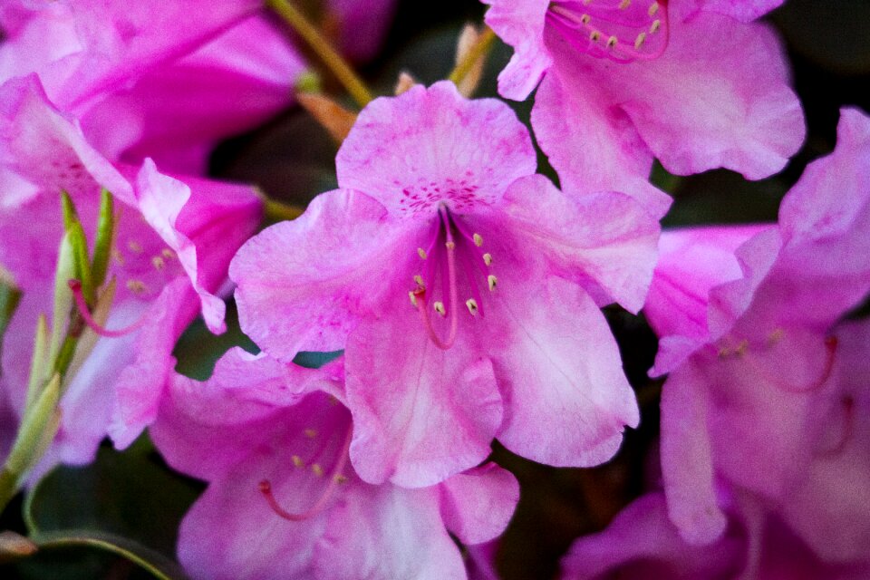 Blossom bloom pink photo