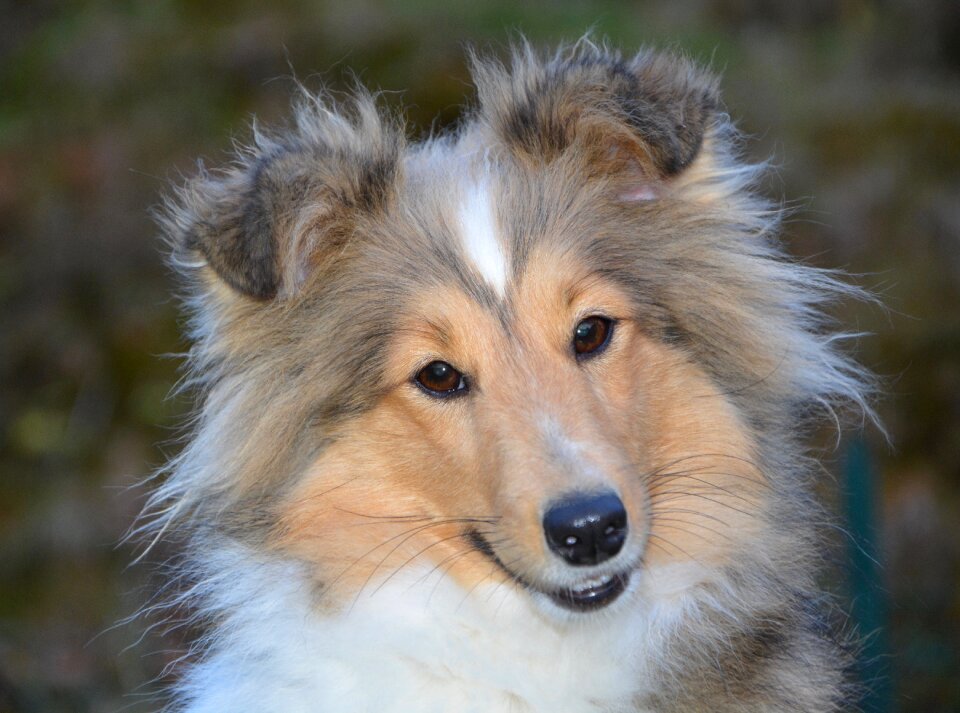 Female dog nayana muzzle end fawn with black overlay