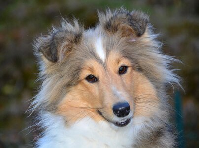 Female dog nayana muzzle end fawn with black overlay