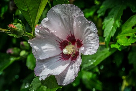 Flower raindrops nature