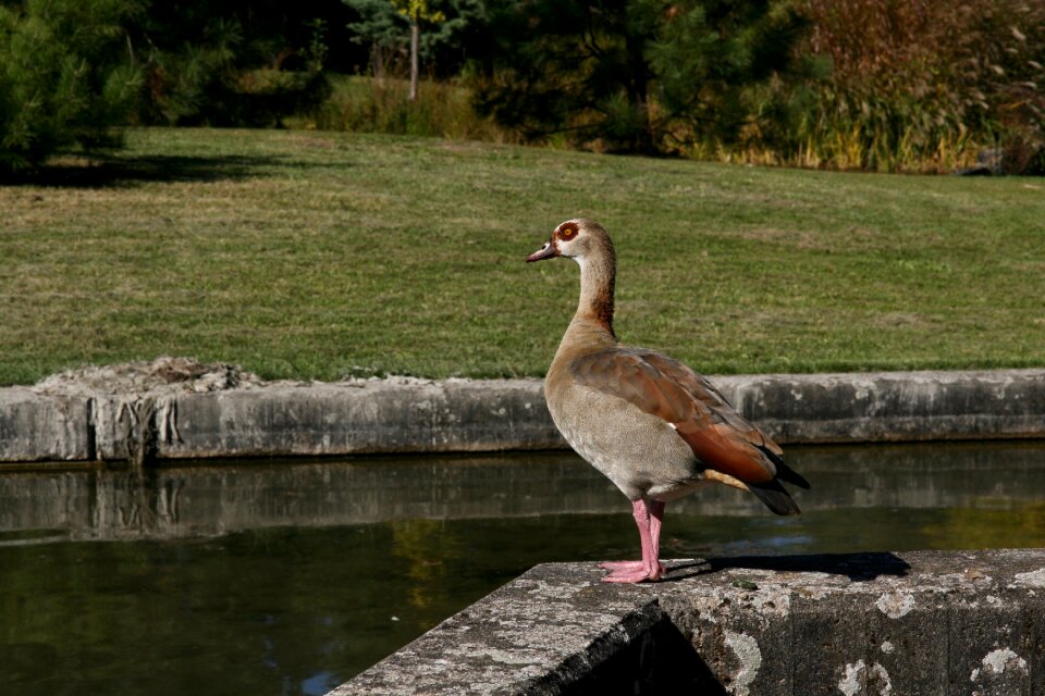 Poultry plumage wild goose