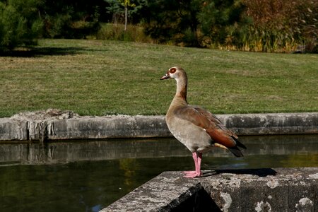 Poultry plumage wild goose