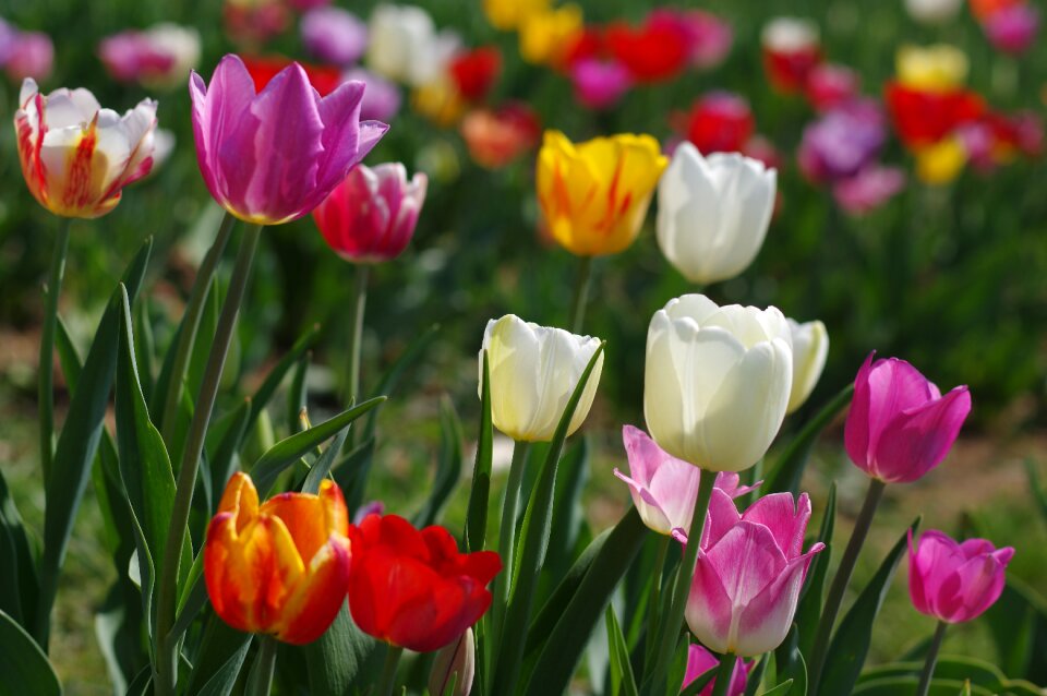 Flower garden summer