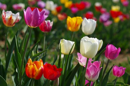 Flower garden summer