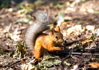 Tail walnut rodent