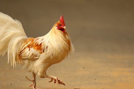 Poultry feather walking