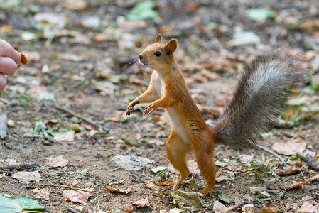 Walnut tail land