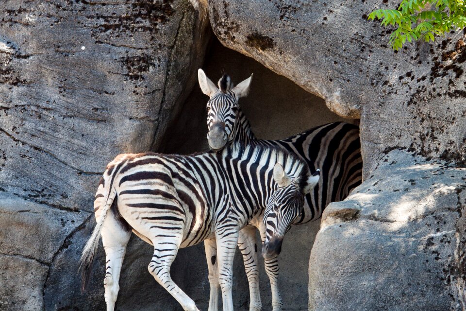 Wild animal hagenbeck zoo zoo