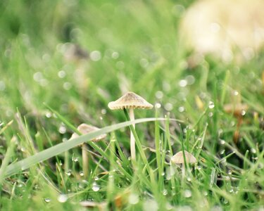 Grass fall ground