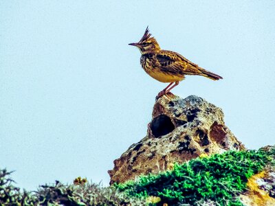 Animal wildlife fauna