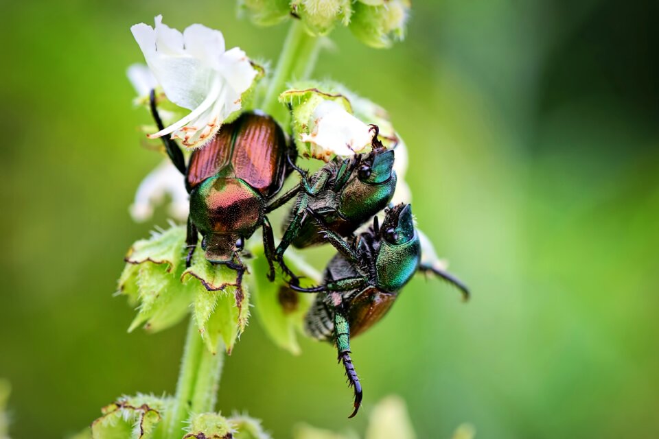 Summer bugs on plant beetle
