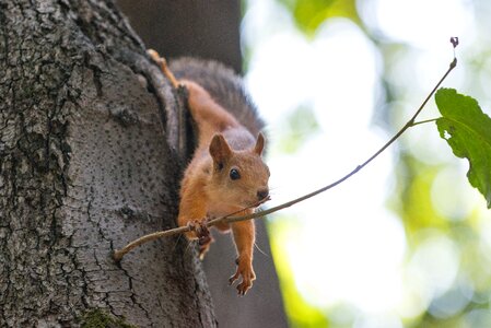 Tail furry branch