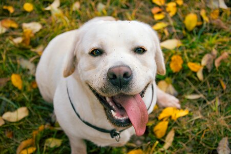 Dog doggo retriever