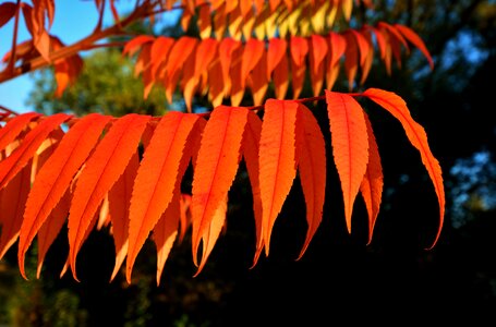 Mood fall foliage sunlight