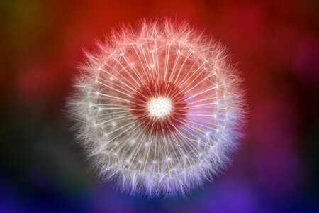 Macro spring seeds