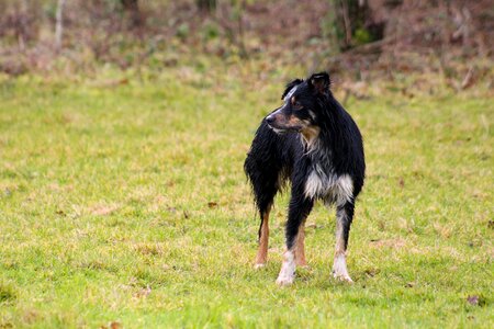 Tan dog collie sheep dog photo