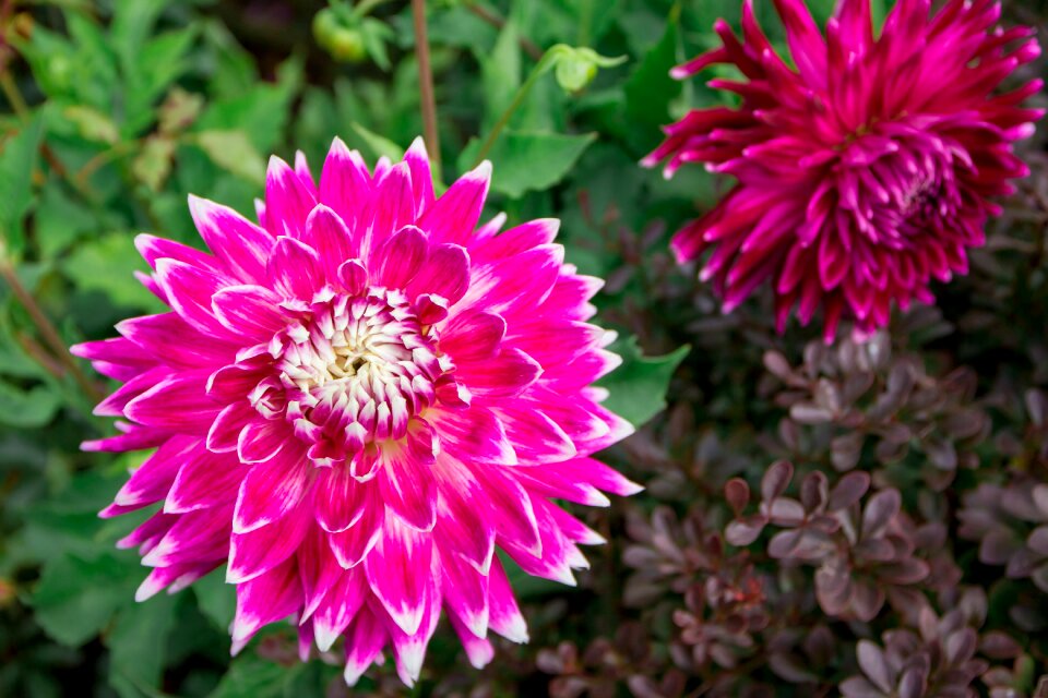 Bloom flower flower garden
