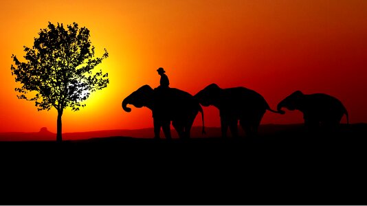Mahout tree sun