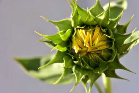 Garden birds plant