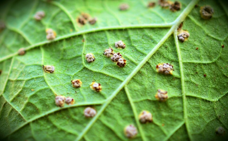 Macro journal infection plant