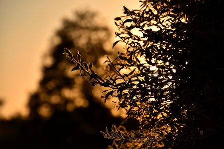 Nature sky evening