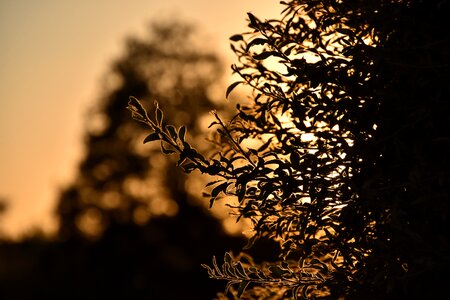 Nature sky evening photo