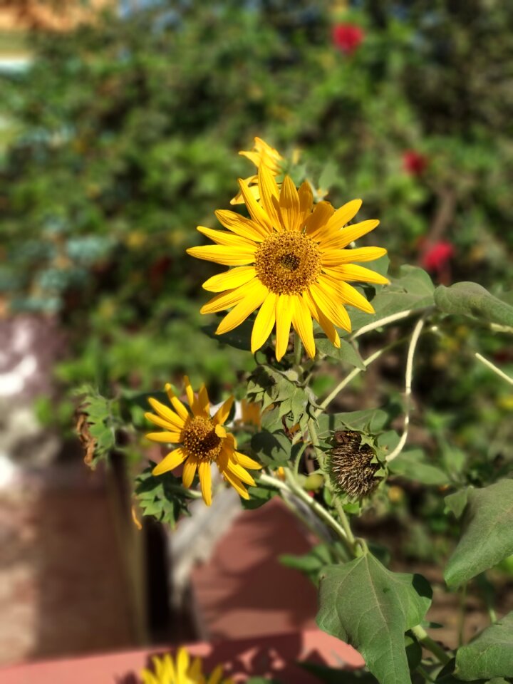 Flora flower outdoors