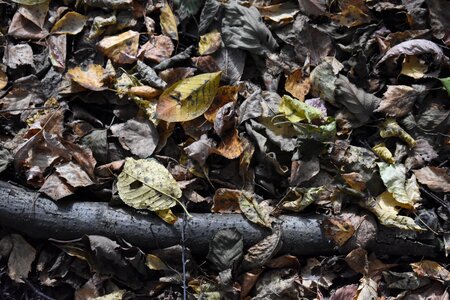 Background texture nature