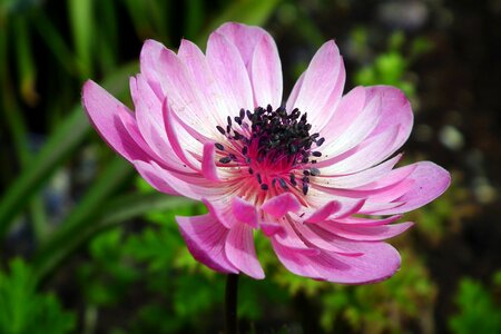 Anemone spring garden photo