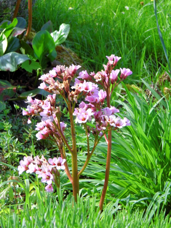 Spring flowers green flower purple